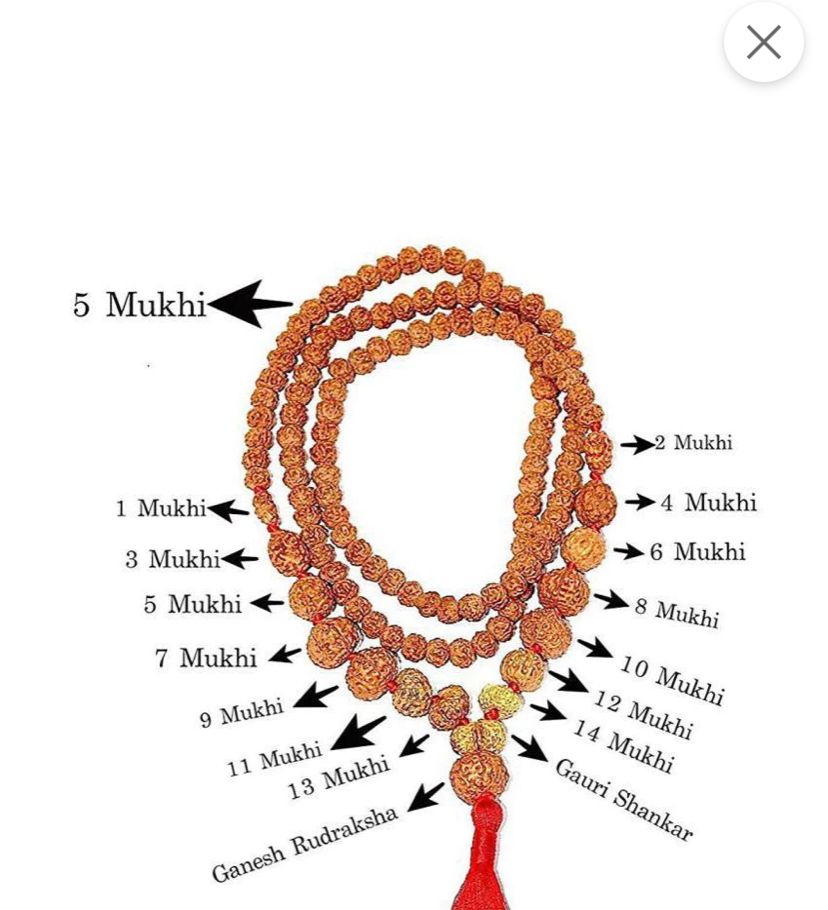 Rudraksha Siddh Mala 1 - 14 Rudraksha ( Indonesian )