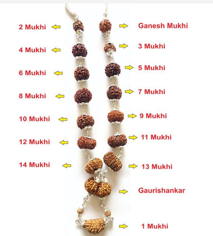 Rudraksha Siddh Mala 1 - 14 Rudraksha ( Nepal )