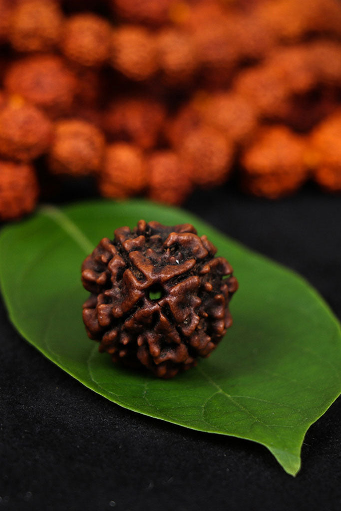 Authentic 4 Mukhi (Four-faced) Rudraksha