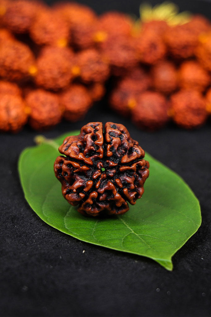 Authentic 5 Mukhi (Five-Faced) Nepal Rudraksha