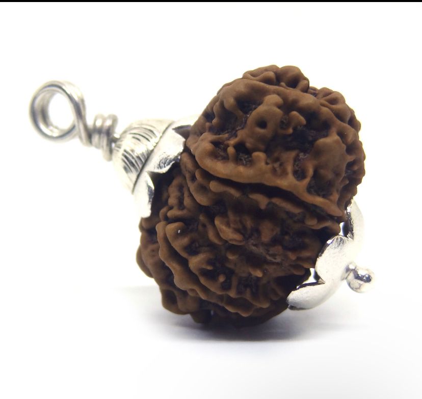 Original 12 Mukhi Rudraksha With Silver Capping